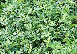 ALFALFA SEED BULLDOG 505 3#