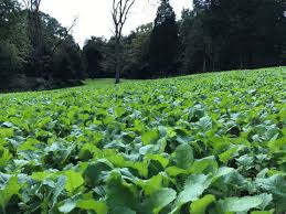 BIOLOGIC MAXIMUM FOOD PLOT BRASSICA 2.25#