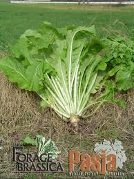 BRASSICA FORAGE PASJA 25# RAPE