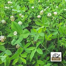 WMS CLOVER FEAST 3 #