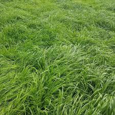 GULF RYEGRASS 50#