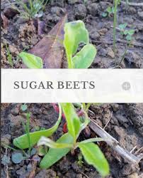 WMS SUGAR BEETS 3#