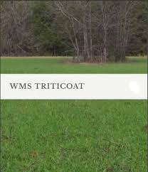 WMS TRITICALE OAT BLEND 50#