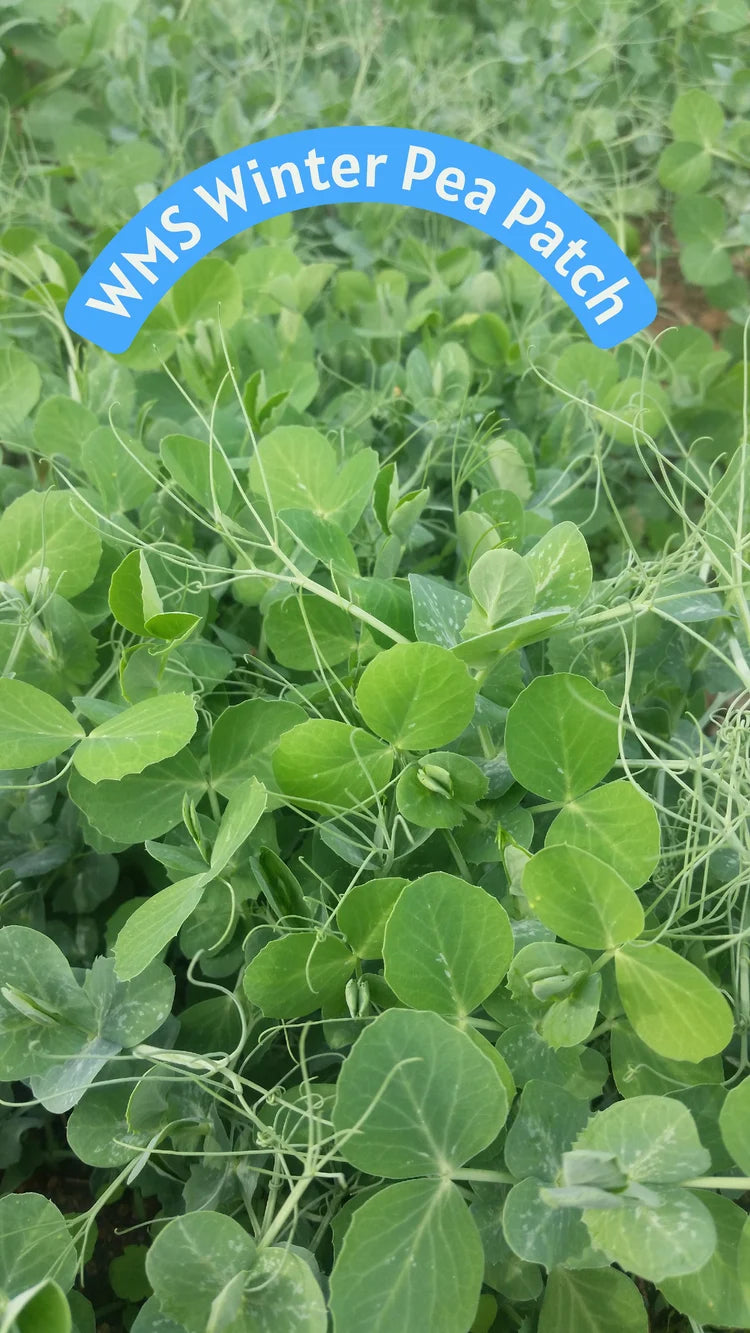 WMS WINTER PEA PATCH 5#