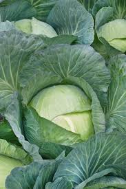 CABBAGE ALL SEASON OZ