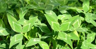 ARROWLEAF CLOVER BULK #