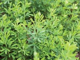 AU SERICEA LESPEDEZA BULK 1#