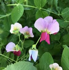 AUSTRIAN WINTER PEAS # BULK