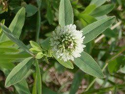 BERSEEM FROSTY CLOVER BULK #