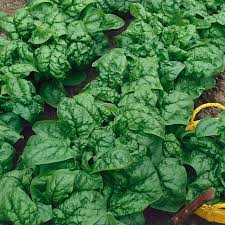 BLOOMSDALE DARK GREEN SPINACH OZ