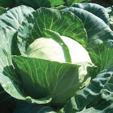 CABBAGE EARLY JERSEY OZ