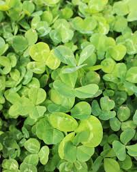 CLOVER ABERLASTING WHITE 5 #