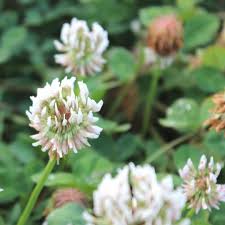 DOMINO WHITE CLOVER 1# BULK