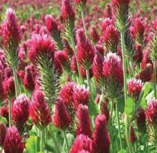 CRIMSON CLOVER BULK #