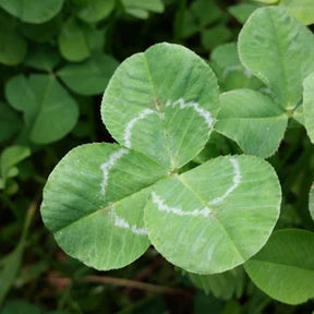 Companion Ladino Clover (3#)