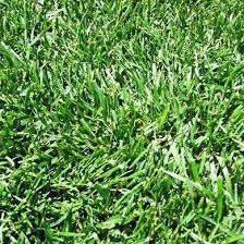 TURF TYPE FESCUE REBEL V 50#