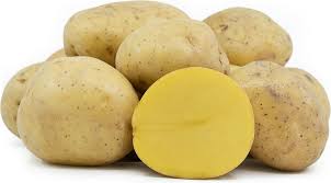 GOLD POTATOES YUKON #