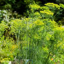 HERB SEED DILL MAMMOTH OZ