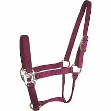 HORSE HALTER COLT BURGANDY 200-300#