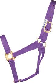 HORSE HALTER SMALL PURPLE 500-800#