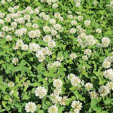 LADINO CLOVER BULK 1#