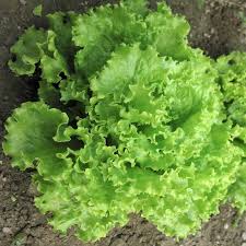 LETTUCE SALAD BOWL OZ LEAFY VARIETY