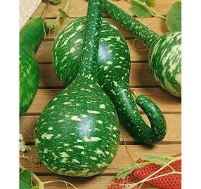 GOURDS DIPPER LONG HANDLE 1 oz.