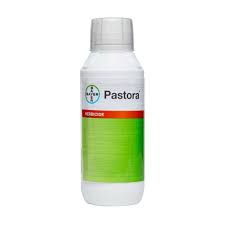 PASTORA 5 OZ