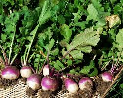 PURPLE TOP TURNIP BULK #