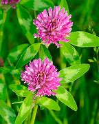 Q RED CLOVER 50#