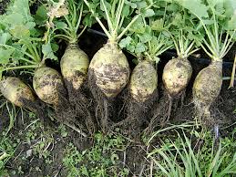 RUTABAGA BULK #