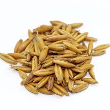 SEED OATS COKER 50#