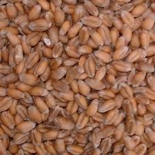 SEED WHEAT 50# GERM TESTED