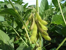 FORAGE SOYBEAN LAREDO NOT RR - NON GMO
