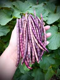 SPECKLED PURPLE HULL PEA BULK #