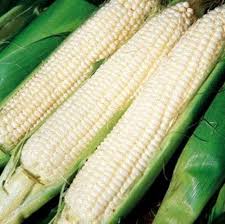 Silver Queen Sweet Corn 25M