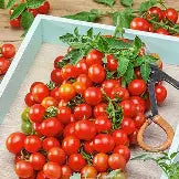 TOMATO RED CHERRY SMALL - 1/2 OZ
