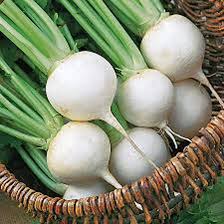 TURNIP WHITE EGG