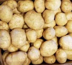 WHITE POTATOES KENNEBEC #