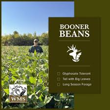 WMS FORAGE SOYBEAN BOONER BEAN RR (140,000 seed, 1 acre)