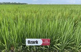 WMS OZARK RICE