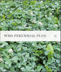 WMS PERENNIAL PLUS 3#