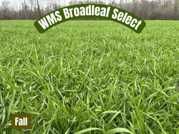 WMS BROADLEAF SELECT 50#