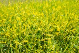 YELLOW CLOVER BULK #