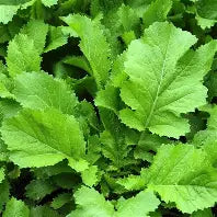 BROADLEAF MUSTARD 50#