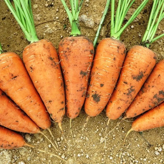 CHANTENAY CARROT