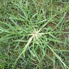 CRABGRASS LB