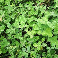 DURANA WHITE CLOVER BULK #