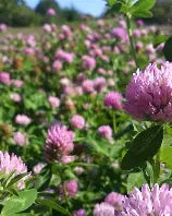 DYNAMITE RED CLOVER BULK #