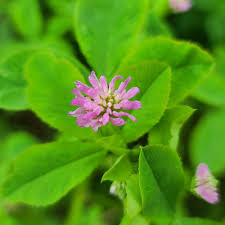 eNhance Persian Clover (3#)